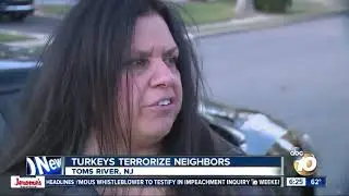 Gang of turkeys invade New Jersey neighborhood