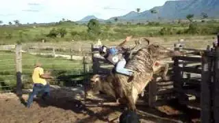 Touro Falcão (Boiada S.A - Redenção - PA)