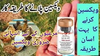 Chicken Vaccinations | Vaccine karny ka Bohaut Asan Tareeka #vaccination #chicken #crd