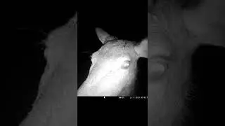 #winter #snow #cameratrap #night #wildanimals #deer #wilderness #tallanimals #forestdeer #forest