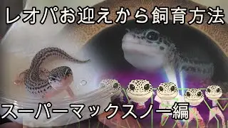 レオパのお迎えから飼育方法 スーパーマックスノー編