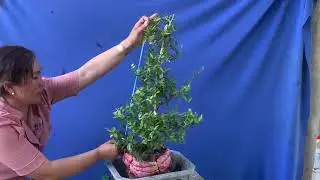 (₫&atilde;gl)h255... hải ch&acirc;u l&aacute; nhỏ ninh thuận hoa tr&aacute;i đẹp zalo 03999.33445(a Quang 0628)