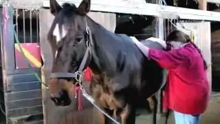 Reiki for Horses | Peaceful Warmers for Horses