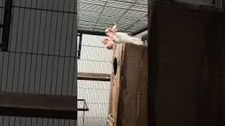 Breeding Major Mitchell Cockatoos: Captive Pair Success Story at BirdsPlanet Farm