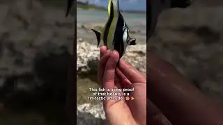 Fish must be beauty #cuteanimals #joyfulclips