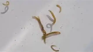 Group 32: Non-biting Midges (Chironomidae sp.) larvae