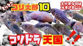 【アクアリウム/コリドラス水槽】 寄生虫をやっつけた高濃度塩水浴から20日/コリドラスアークアタス追加導入/コリドラスの腸呼吸なぜ/ダーウィンが発見したパレアタスは本来熱帯魚ではないなど、コリ話満載
