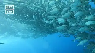 Scuba Diver Films 'Fishnado' Off Japan #Shorts