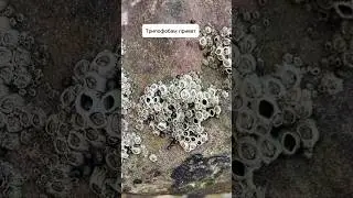 Это балянусы/морские жёлуди