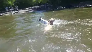 Sirius Pet Care: Magnuson Dog Park 052517