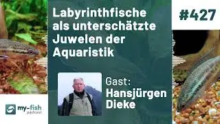 my-fish.org - Labyrinthfische als untersch&auml;tzte Juwelen der Aquaristik  (Hansj&uuml;rgen Dieke)