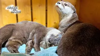 Милая выдра, которая выходит из-под контроля во время течки [Жизнь Выдры- День 923]