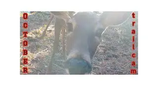 October trail camera #bear #otter #buckdeer #robin #chipmunk #Grackle #darkeyedjunco
