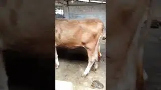 sapi metal super #sapi #sapiviral #farmer