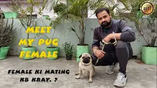 Female Dog ki meating kb kray || Dog breeding se paise kaise kmay