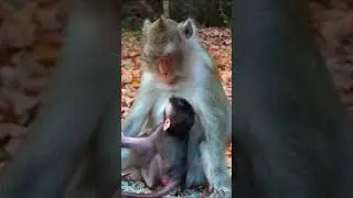 Monkey species: Mother monkey warns baby monkey not to steal milk.