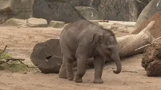 Elephants receive heavy duty pedicure at zoo in German city of Cologne