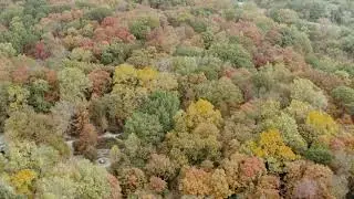 Forest BackGround Video : Drone Footage Of Trees In A Forest | 4K Video