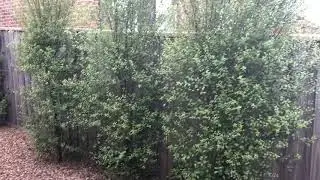 Super Hedge growth 15mths on. Tall healthy screening plants, Pittosporum fence screening. Clay soil