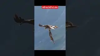 🦅 Eagle hunt 🦌 Deer live #eagle #hunting #deer #mountain