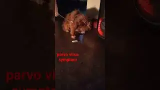 Parvo Virus Symptoms-less active,stop eating ,throwing white foam vomit #shihtzupuppies #doglover