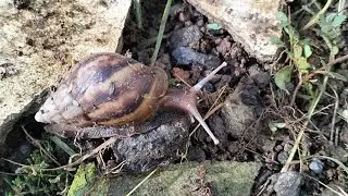 🐌 Silent Wanderer of the Forest Floor