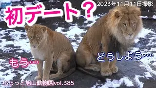 【旭山動物園ライオン】今日のオリトファミリー/開園初日。喪失感が漂うオリトとイオ。愛娘のイトを思う気持ちの。vol385/lion couple gets nervous
