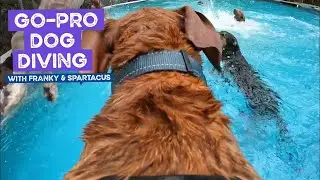 Franky and Spartacus the Vizslas wear the GoPro Diving in the Pool