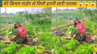 अब बाजार की बासी पालक को कहें बाय बाय।। मेरे गार्डन का पहला तोहफा ।।