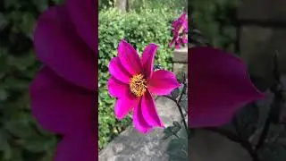 Bee and flower 🌸 #bee #flowers