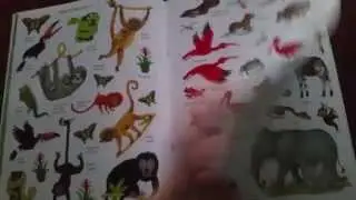 First Sticker Book Jungle: Usborne Books & More