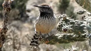 Cactus Wren Bird - Call and Nest