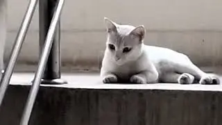 Behind the Scenes: Cute Animal Training