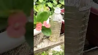 🌿 balcony bageecha 🏡 🪴 beautiful harsingar plant harsingar plant care tips parijat flower bloom al