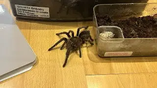 How to care for a Tarantula Egg Sac (The Proper Way)