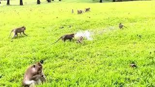 Mila Troop Monkey! It is raining they are look so cool