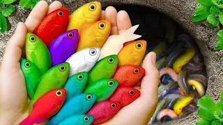 Catch beautiful small pond fish like aoxlotl, loaches, xecan fish, sailfish, betta fish, baby turtle