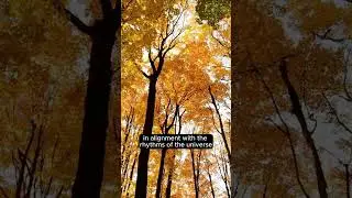 Wu Wei (Effortless Action)