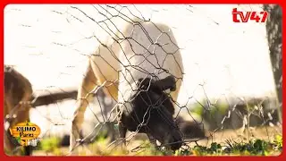 Booming Dorper Sheep Farming in Kenya with Ben Wagitu, Amagoh Dorper Farm: PART 1 | Kilimo Diaries