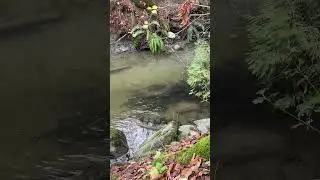 #salmon #stoneycreek #greatsalmonsendoff #spawning #creeks #britishcolumbia #rivers