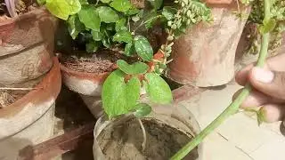Glow vine grow through cutting #care#progation#sunlight#watering