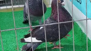 💣كوبل لودينو للبيع، أنا حمقاتني تستاهل ألا غير حيت ديالي خلي رأيك أو تأبونا عند خوك الصحراوي مرحبا 🔥