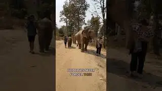 Brains Beneath the Surface: Elephant vs. Shark Intelligence