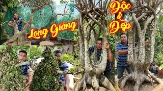 MR QUÝ MẬN | #0975929126 | HÀNG ĐỘC ĐẸP KHẾ LỤC BÌNH, KHẾ LONG GIÁNG, MCT ĐẾ VIP, MỸ CAM, XOÀI CÁT..