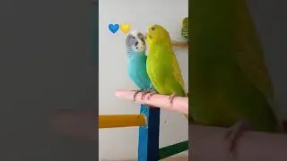 Casal de periquito australiano#shorts#ave#parakeets