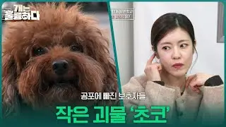 공포에 빠진 보호자들, 작은 괴물 ‘초코’ [개는 훌륭하다] | KBS 260119 방송
