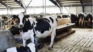 BBC News-MPs urge action on milk price cuts
