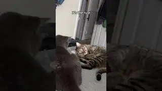 Mr Cat's Swipe, Smart Kitty Life #smartcat #mrcat #catlover