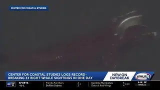 Center for Coastal Studies logs record-breaking 33 right whale sightings in one day