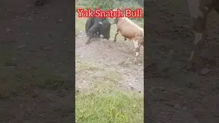 How Yak Snatch Bull? l Tibatain Yak vs Bull l Yak Fight @viralyak